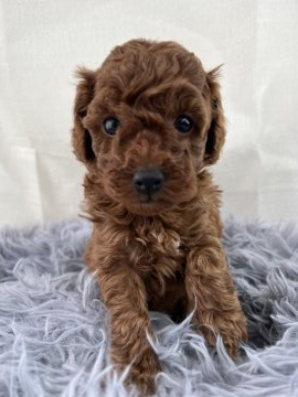 トイプードル(トイ)【茨城県・女の子・2021年11月27日・レッド】の写真「甘えん坊で元気な女の子です。」