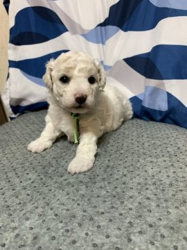 ビションフリーゼ【茨城県・女の子・2021年6月7日・ホワイト】の写真「フワモコフワモコのパピー。」