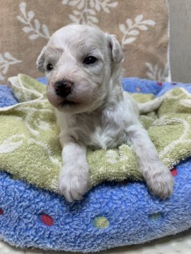 ビションフリーゼ【茨城県・男の子・2021年6月7日・ホワイト】の写真「フワモコの元気な子！」