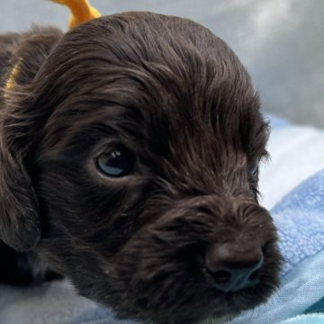 イングリッシュコッカースパニエル【茨城県・男の子・2024年3月1日・レバー】の写真「ムチムチ元気な男の子。」