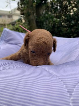 トイプードル(トイ)【茨城県・女の子・2020年6月11日・レッド】の写真「ミスカラー無しの元気なパピー！」