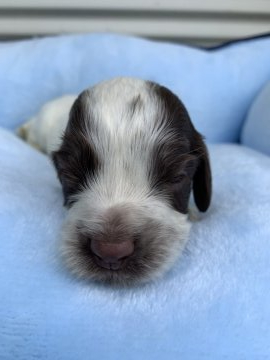 イングリッシュコッカースパニエル【茨城県・男の子・2019年7月25日・レバーローン】の写真「フィールド系の仔犬です。」