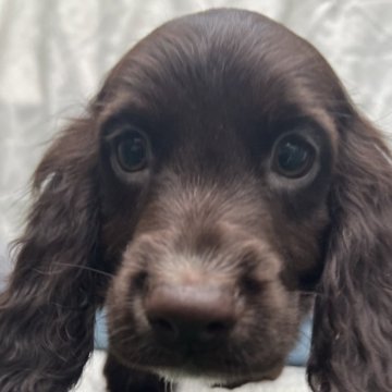 イングリッシュコッカースパニエル【茨城県・男の子・2024年3月1日・レバー】の写真「元気な子」