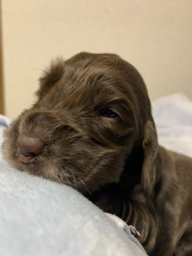 イングリッシュコッカースパニエル【茨城県・女の子・2019年12月21日・レバー】の写真「元気で毛色ツヤツヤっのパピーです！」