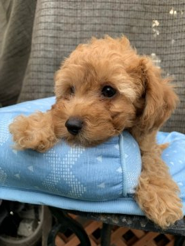 トイプードル(トイ)【茨城県・男の子・2021年6月7日・レッド】の写真「元気な仔犬です！」