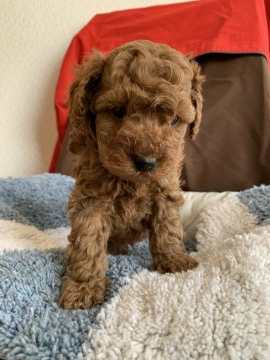 トイプードル(トイ)【茨城県・男の子・2021年1月4日・レッド】の写真「見学な男の子。」