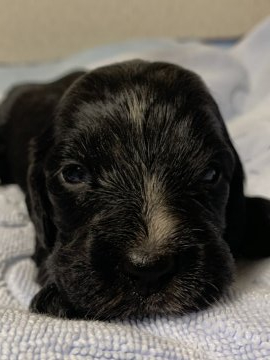 イングリッシュコッカースパニエル【茨城県・女の子・2019年12月21日・ブラック】の写真「元気いっぱいのパピーです！」