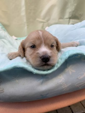 イングリッシュコッカースパニエル【茨城県・女の子・2020年7月26日・ゴールド】の写真「綺麗なゴールドカラー！」