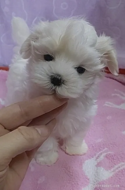 ID：1910-00614の子犬