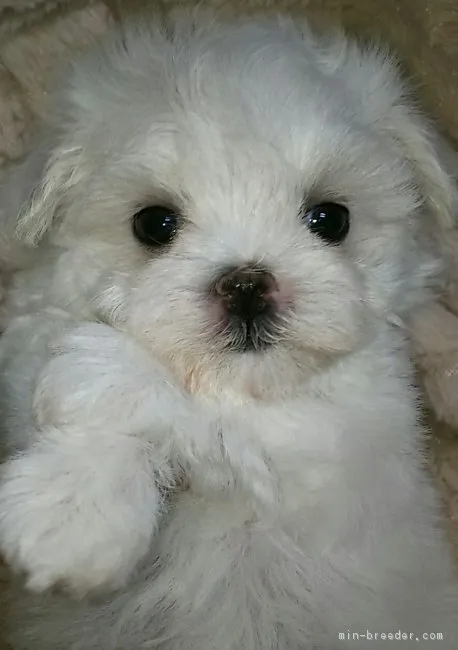 ID:1802-00402の子犬