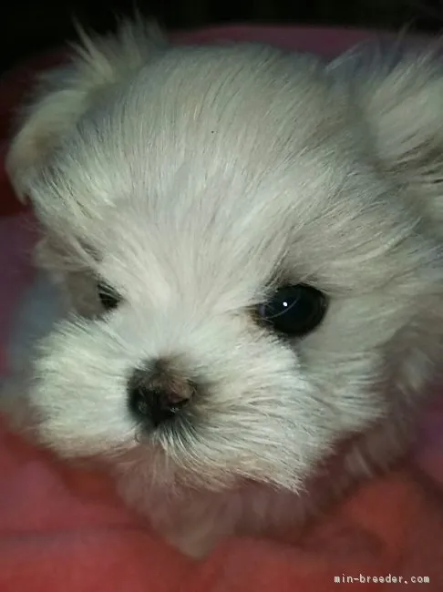 ID：1711-00518の子犬