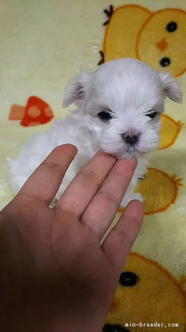 ID：1704-01194の子犬