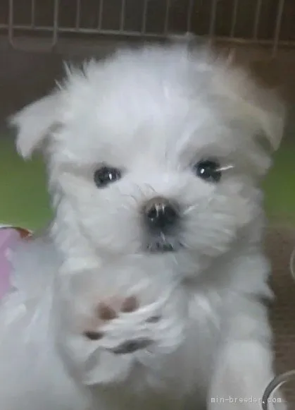 ID：2101-01345の子犬