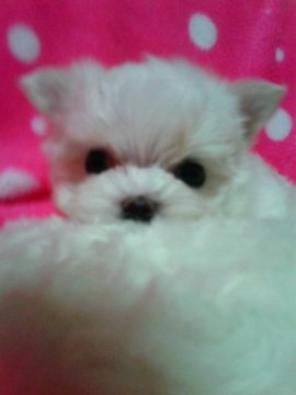 マルチーズ【滋賀県・女の子・2017年5月13日・ホワイト】の写真「小ぶりな可愛い女の子♪」