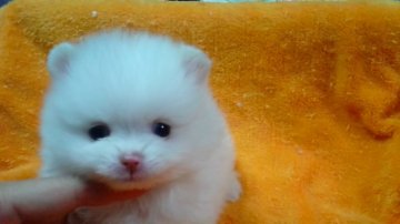 ポメラニアン【滋賀県・男の子・2015年12月8日・ホワイト&クリーム】の写真「人懐っこいもふもふ君☆」