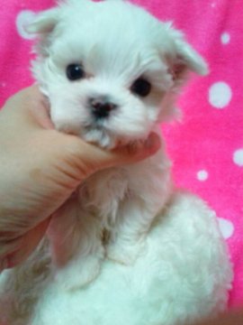 マルチーズ【滋賀県・男の子・2017年5月13日・ホワイト】の写真「目がくりくりの男の子♪」