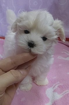 マルチーズ【滋賀県・男の子・2019年9月5日・ホワイト】の写真「可愛く小さい男の子♪」