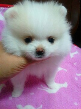 ポメラニアン【滋賀県・男の子・2016年7月6日・ホワイト&クリーム】の写真「元気で可愛い男の子☆」