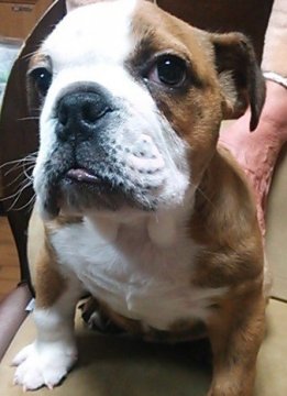 ブルドッグ【滋賀県・男の子・2012年12月20日・ブリンドル&ホワイト】の写真「」