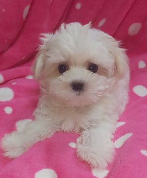 マルチーズ【滋賀県・男の子・2019年2月26日・ホワイト】の写真「元気いっぱい可愛い男の子🎵」