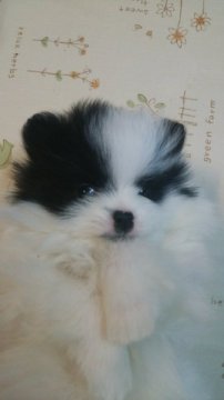 ポメラニアン【滋賀県・女の子・2014年12月14日・ホワイト&ブラック】の写真「個性的な女の子」