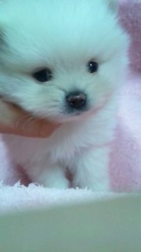 ポメラニアン【滋賀県・男の子・2015年12月8日・クリーム&ホワイト】の写真「人懐っこいもふもふ君☆」