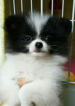 ポメラニアン【滋賀県・男の子・2017年7月23日・ホワイト&ブラック】の写真「人間大好きの甘えたな男の子☆」