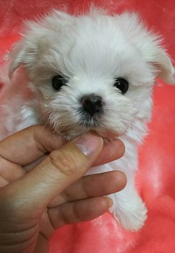 マルチーズ【滋賀県・女の子・2018年3月23日・ホワイト】の写真「小さくて可愛い女の子🎵」