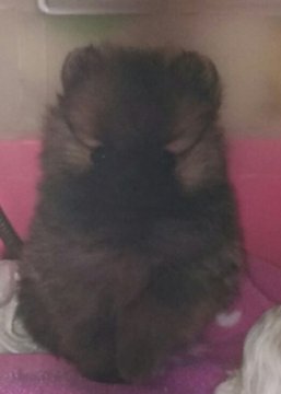 ポメラニアン【滋賀県・女の子・2017年2月26日・オレンジセーブル】の写真「元気な可愛い女の子」