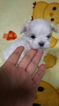 マルチーズ【滋賀県・女の子・2017年3月7日・ホワイト】の写真「目の大きい女の子♪」