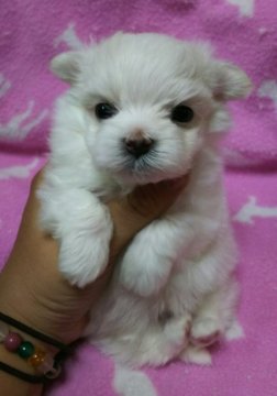 マルチーズ【滋賀県・男の子・2016年9月11日・ホワイト】の写真「ちっちゃくて可愛い男の子🎵」