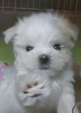 マルチーズ【滋賀県・男の子・2020年11月21日・ホワイト】の写真「元気可愛い男の子🎵」
