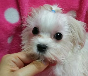マルチーズ【滋賀県・男の子・2017年10月14日・ホワイト】の写真「元気な男の子♪」