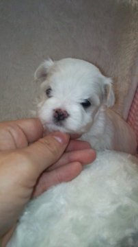 マルチーズ【滋賀県・女の子・2014年11月6日・ホワイト】の写真「ママ　1.8kg　パパ　2kg　美男美女の両親」