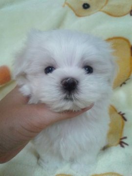 マルチーズ【滋賀県・男の子・2016年6月16日・ホワイト】の写真「可愛い男の子♪」