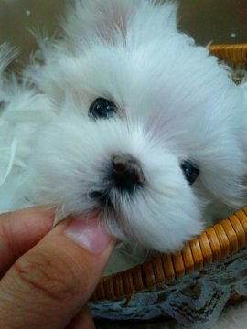 マルチーズ【滋賀県・男の子・2016年2月27日・ホワイト】の写真「ちっちゃくて可愛い男の子🎵」