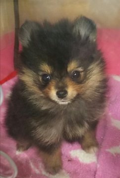 ポメラニアン【滋賀県・女の子・2017年7月23日・ブラックタン】の写真「元気いっぱいの可愛い女の子☆」