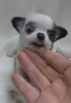 チワワ(ロング)【滋賀県・男の子・2019年9月19日・トライ】の写真「個性的な模様の男の子⭐️」