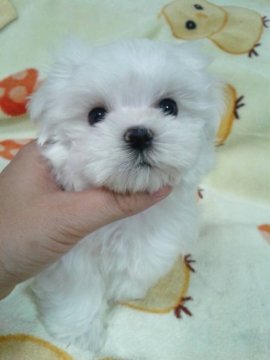 マルチーズ【滋賀県・男の子・2016年6月16日・ホワイト】の写真「元気いっぱい男の子♪」
