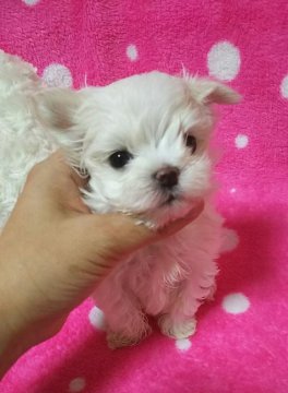 マルチーズ【滋賀県・男の子・2017年5月13日・ホワイト】の写真「可愛いお顔の男の子♪」
