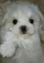 マルチーズ【滋賀県・男の子・2017年12月26日・ホワイト】の写真1「2/12」