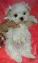マルチーズ【滋賀県・男の子・2017年10月3日・ホワイト】の写真2