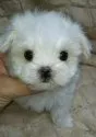 マルチーズ【滋賀県・男の子・2017年12月26日・ホワイト】の写真2