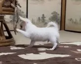 チワワ(ロング)【滋賀県・男の子・2023年4月2日・ホワイト&クリーム】の写真3「7/16」