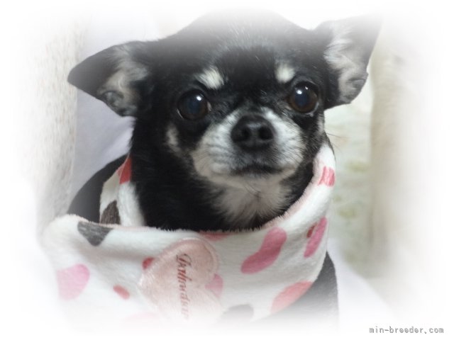 自家繁殖犬チャンピオン直子のあんずちゃん｜渡邉　恵津子(わたなべ　えつこ)ブリーダー(千葉県・チワワ(ロング)など・JKC登録)の紹介写真8