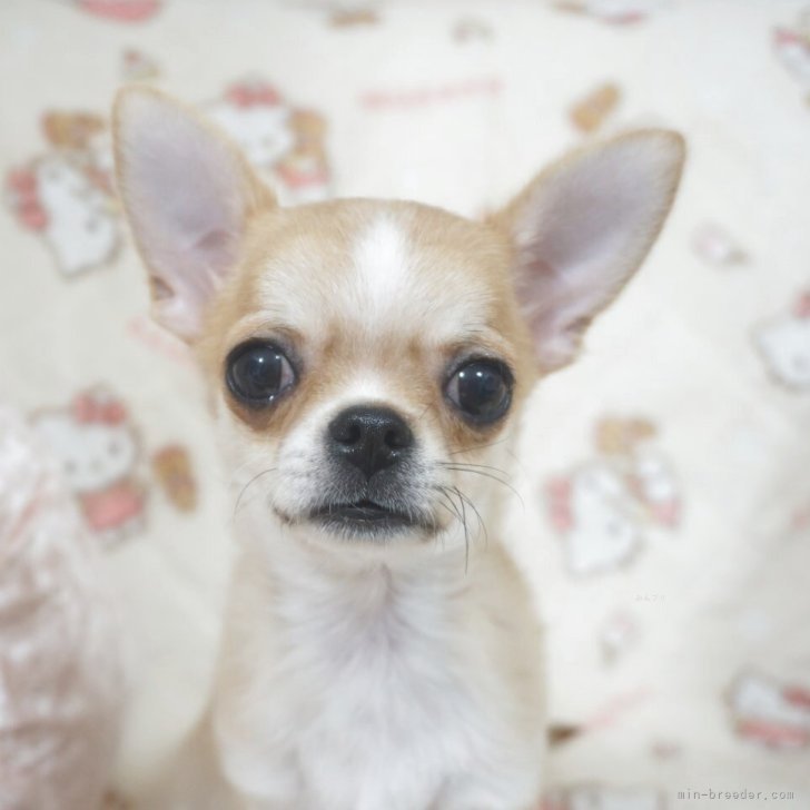 ブリーダー画像