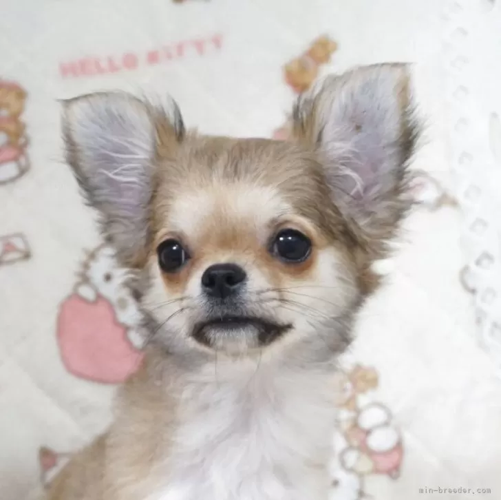 ID:2507-02026の子犬