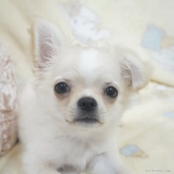 チワワ(ロング)【千葉県・男の子・2025年8月15日・フォーンクリーム】の写真1「ベビーフェイスの甘甘なお顔で可愛いです」