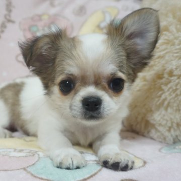 チワワ(ロング)【千葉県・女の子・2025年9月25日・ホワイト&レッドパーティー】の写真「美人さん父AMチャンピオン直子・母チャンピオン曾孫」