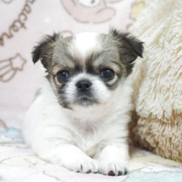 チワワ(ロング)【千葉県・女の子・2025年9月25日・ホワイト&レッドパーティー】の写真「美人さん父AMチャンピオン直子・母チャンピオン曾孫」